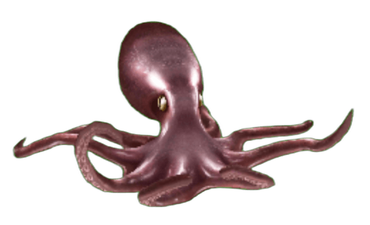 Giant Octopus